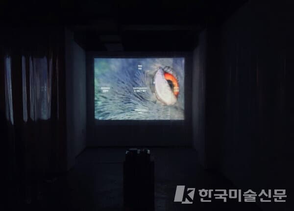 이경희, 비둘기는 어디에 있을까(Where is a pigeon?), 2019, Single channel video, 4분 4초