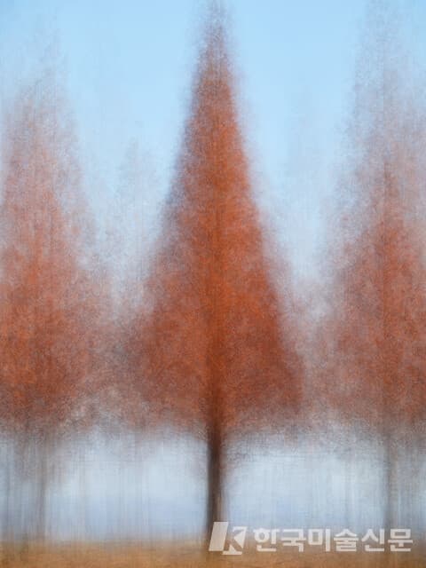 ▲&nbsp;엄효용, 봉강가술로 메타세쿼이어 가을Pigment Print on Cotton Paper, 36 x 48cm, 2020