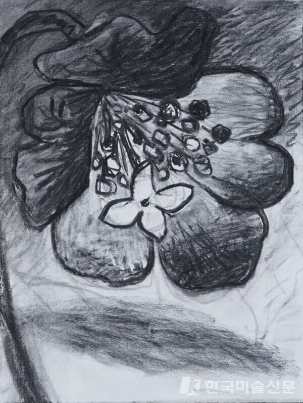 마지막 꽃-큰바늘꽃1허윤희, 50x 38cm, charcoal on paper, 2022