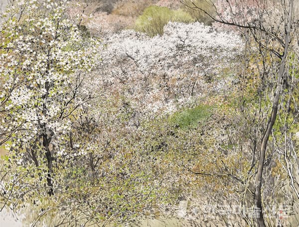 봄의 기운-보곡산의 산벚꽃 (Spring Vitality-Mountain Cherry Blossoms in Bogoksan)90x117cm, 화선지에 수묵담채(ink on Korean paper), 2017